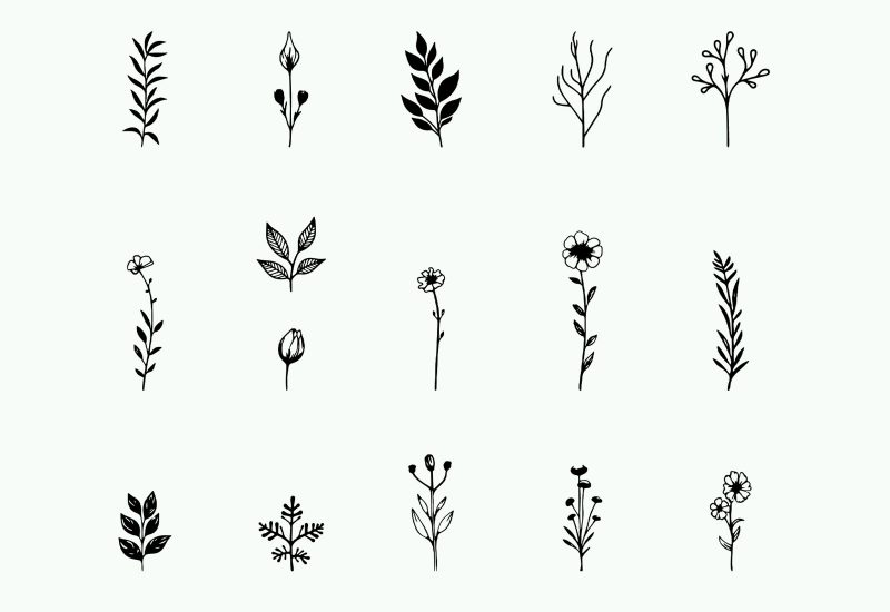 Free vector botanical elements