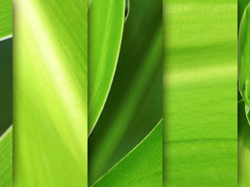 green-leaves-macro-textures